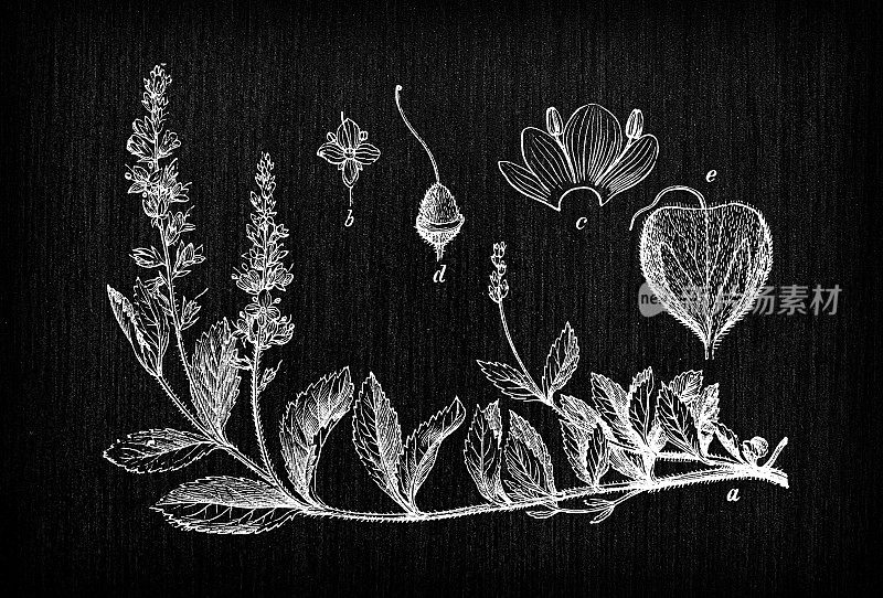 植物学植物仿古雕刻插图:Veronica officinalis(石南花、普通gypsyweed、普通speedwell或Paul's betony)
